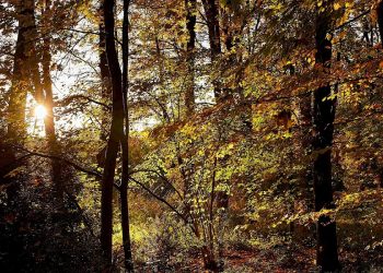 TEUTO LOOP BEVERGERNER PÄTTKEN