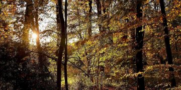 TEUTO LOOP BEVERGERNER PÄTTKEN