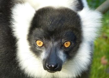 Natuur Dierentuin Rheine