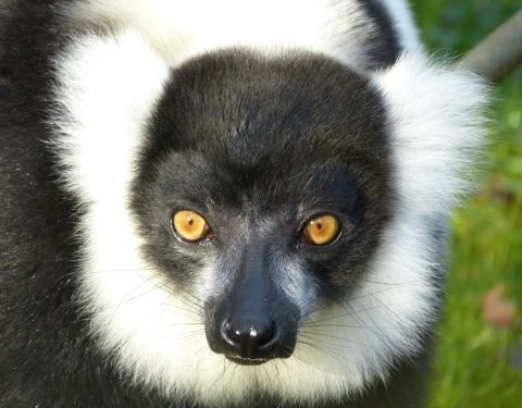 Natuur Dierentuin Rheine