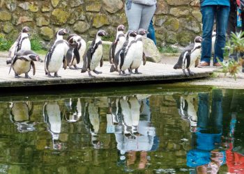 NaturZoo Rheine: dicht bij de dieren, ontdekken en beleven!