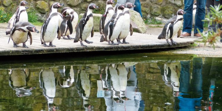 NaturZoo Rheine: dicht bij de dieren, ontdekken en beleven!